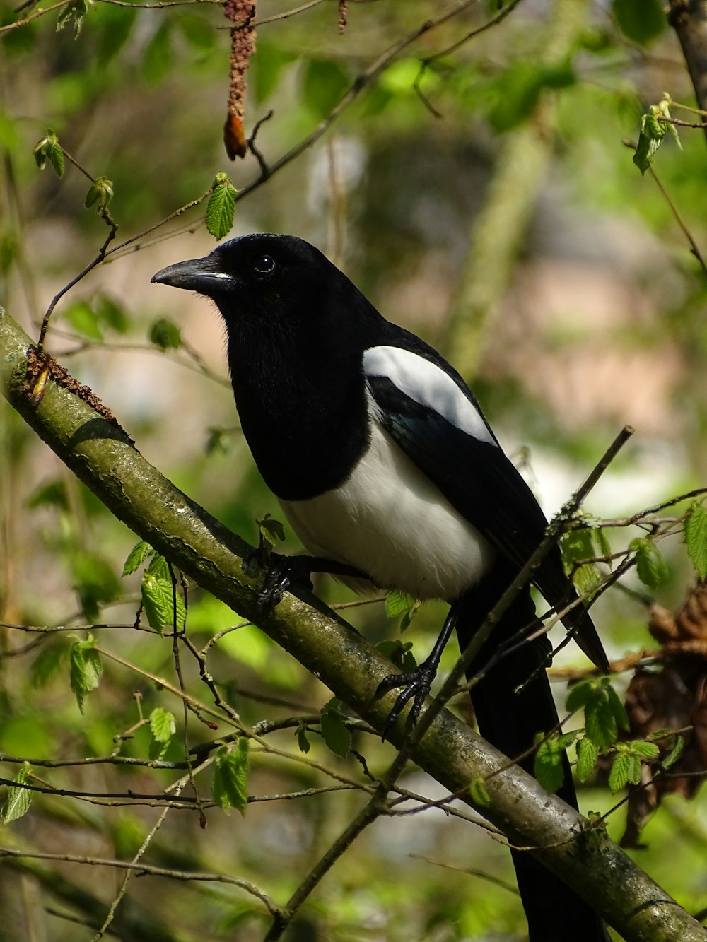 a black and white bird sitting on a tree branch