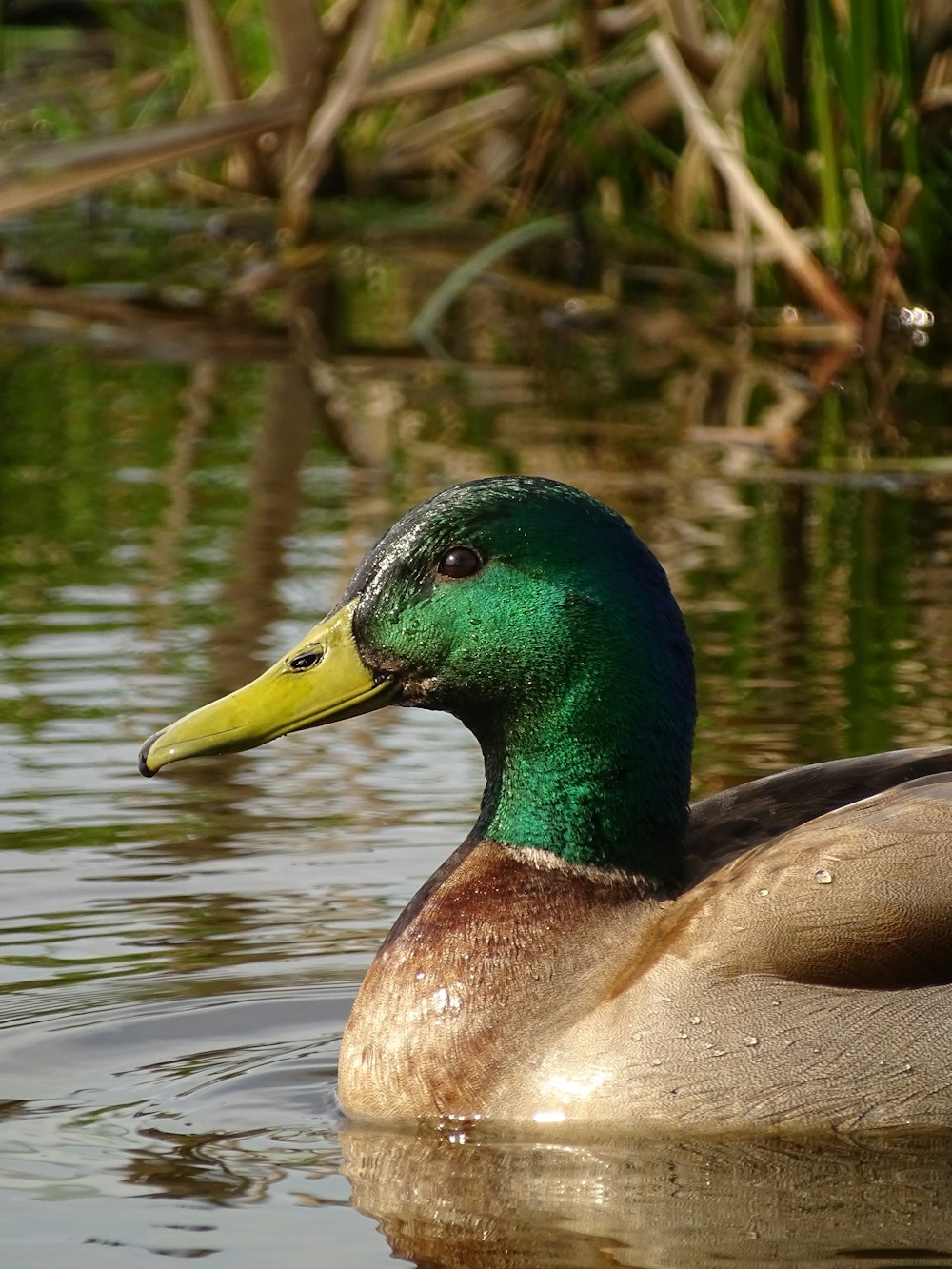 a close up of a duck in a body of water