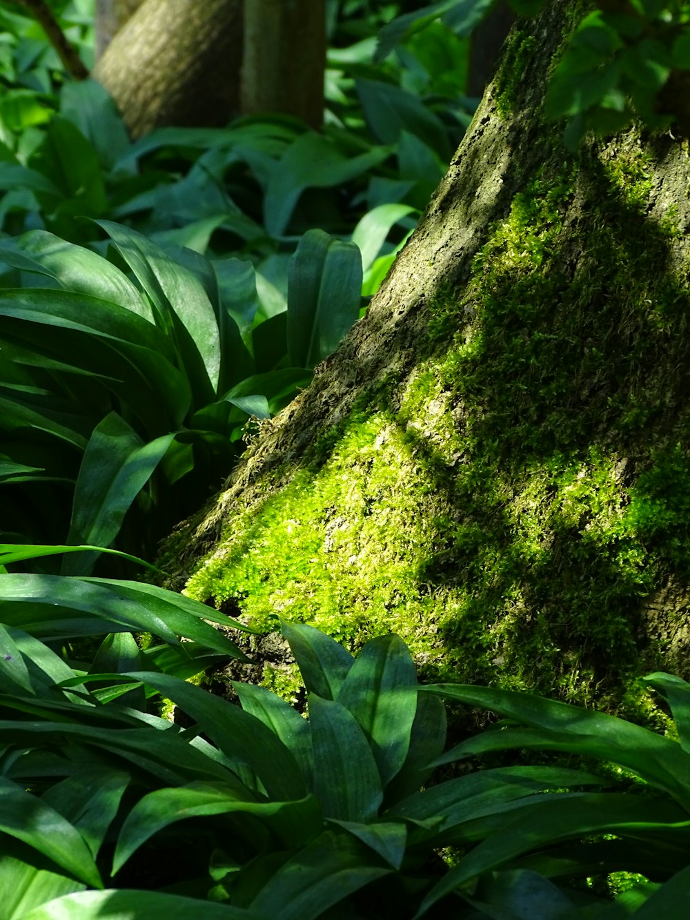 a mossy tree in the middle of a forest