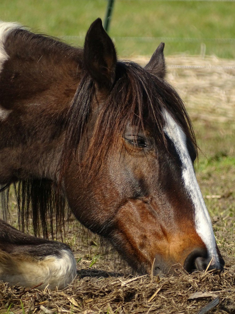 a brown and white horse laying down in a field