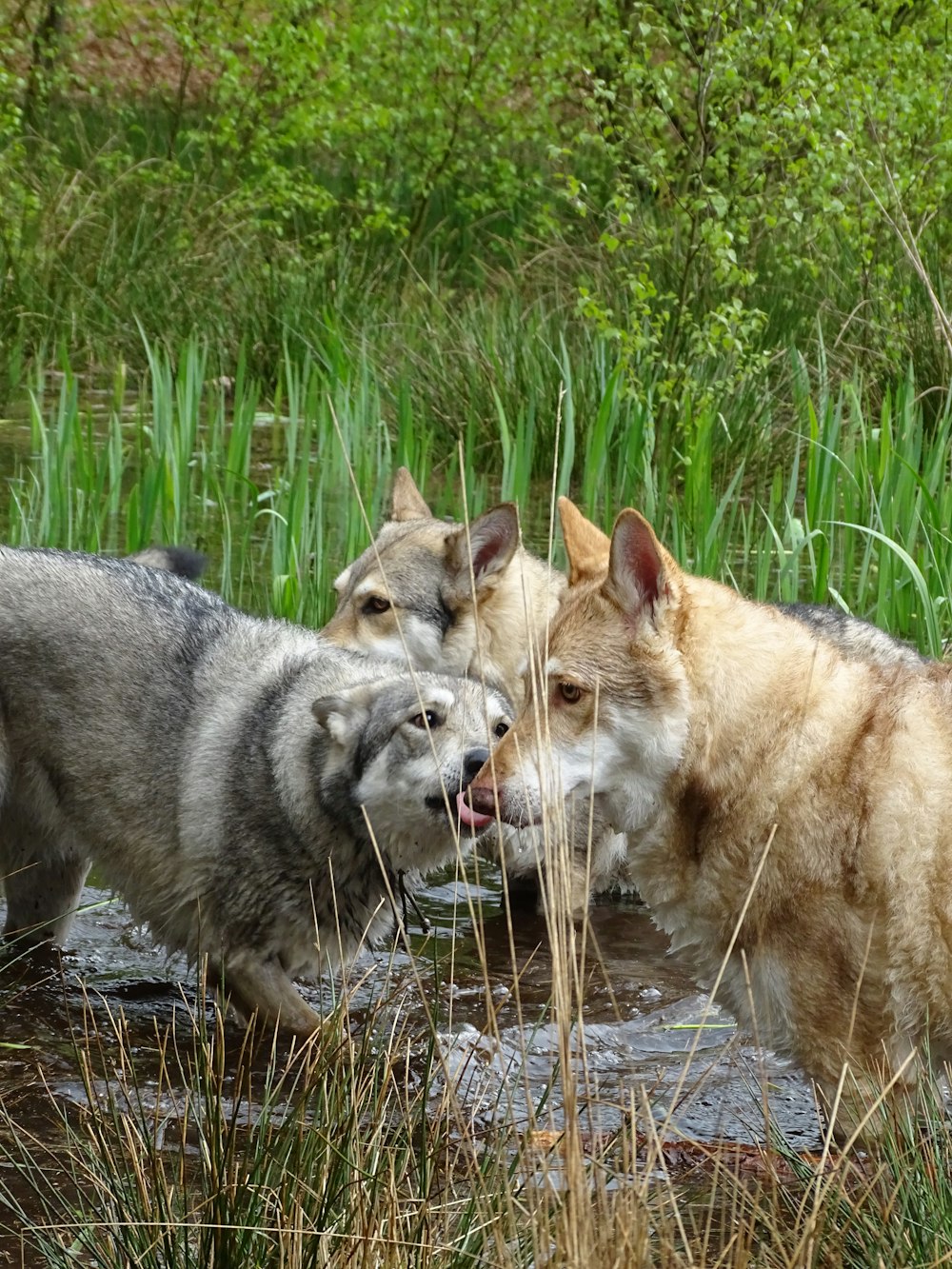 a group of three wolfs playing in a stream