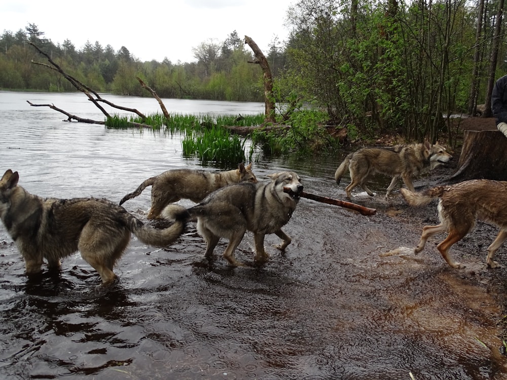 a group of dogs playing in the water