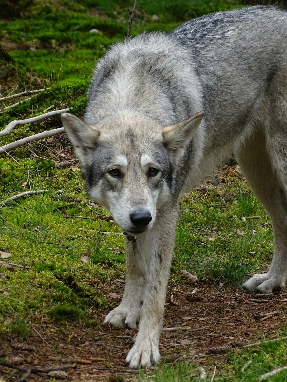 a wolf standing in a field of grass