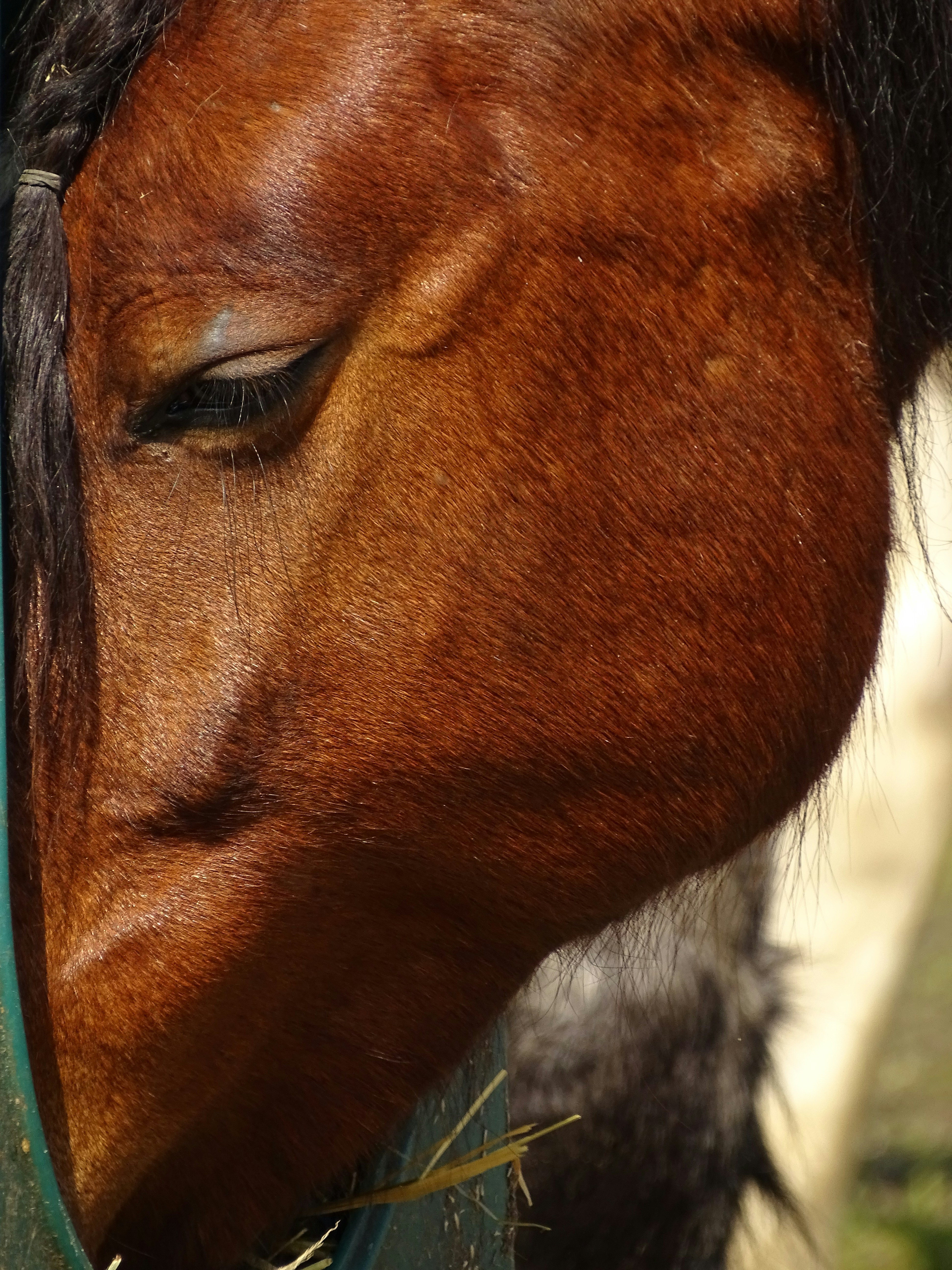 Eine Nahaufnahme eines Pferdes, das Heu frisst