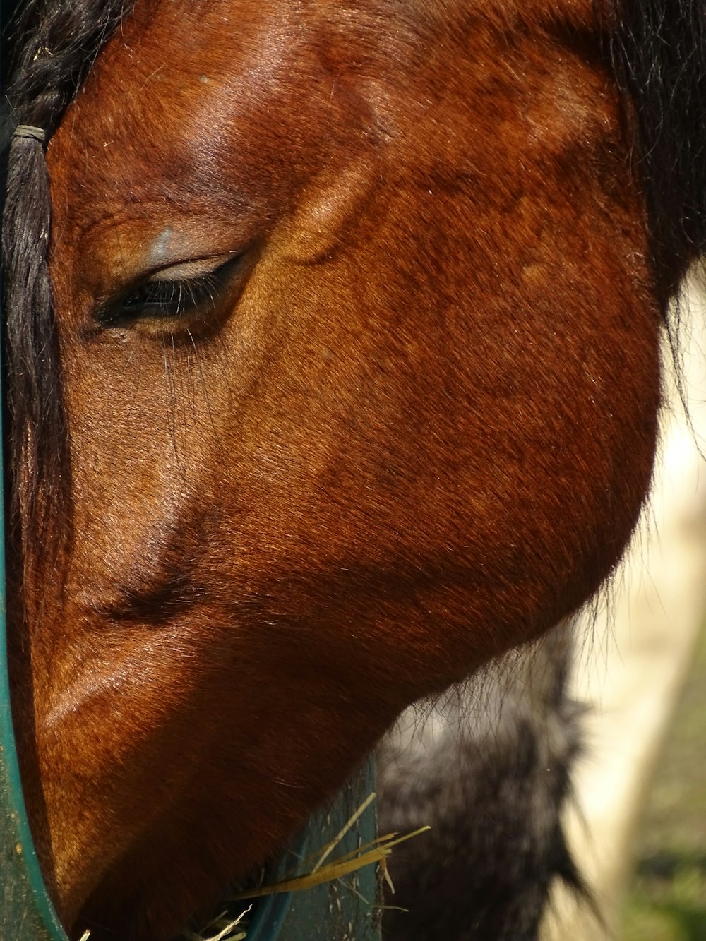 a close up of a horse eating hay