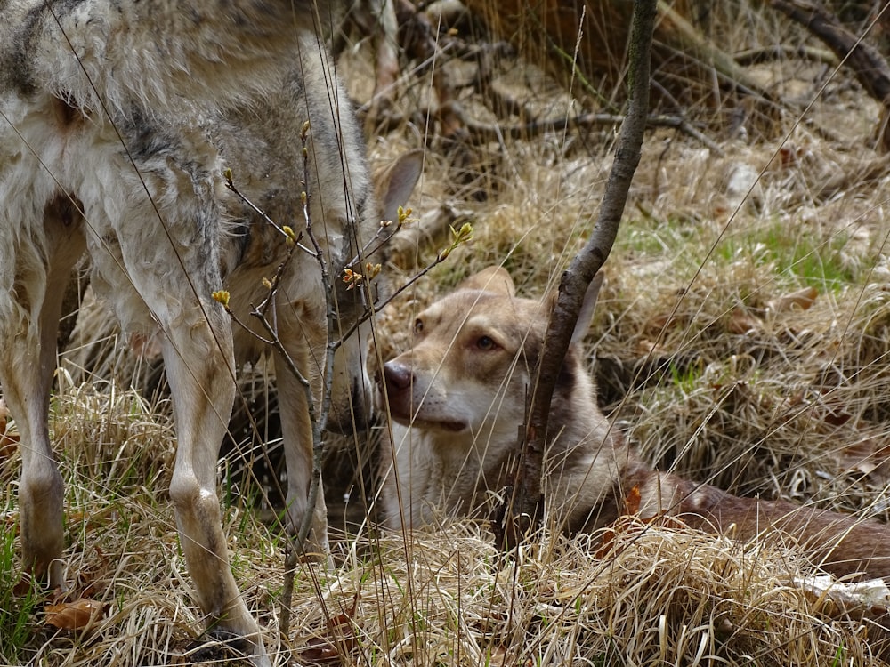 a cow and a dog are standing in the grass