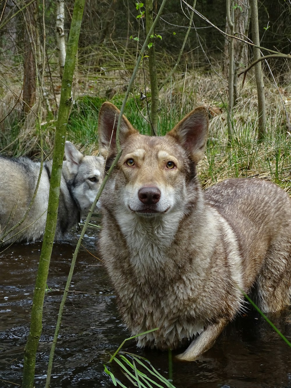 a dog is sitting in the water next to another dog
