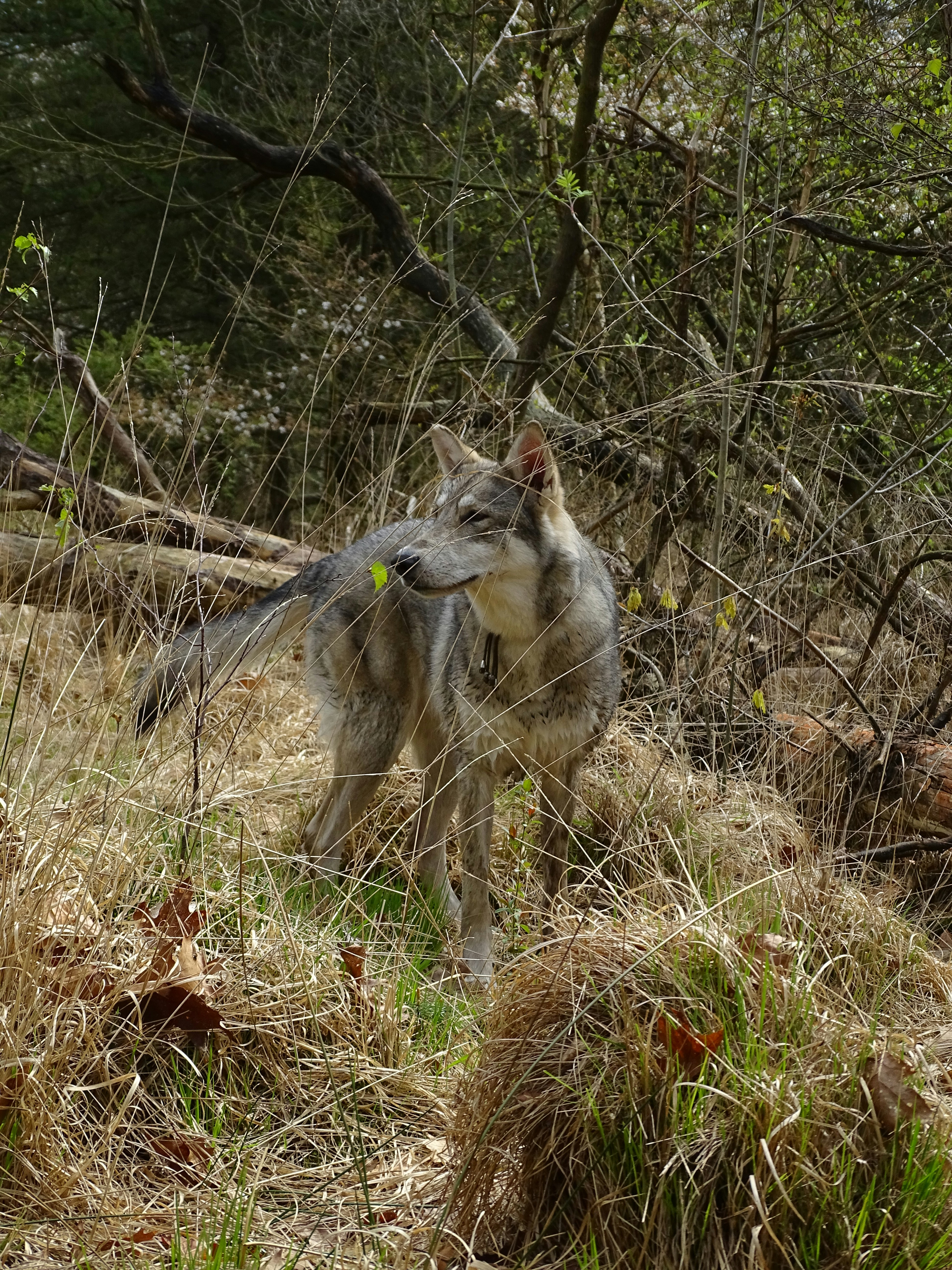 Ein Wolf, der in einem Feld mit trockenem Gras steht