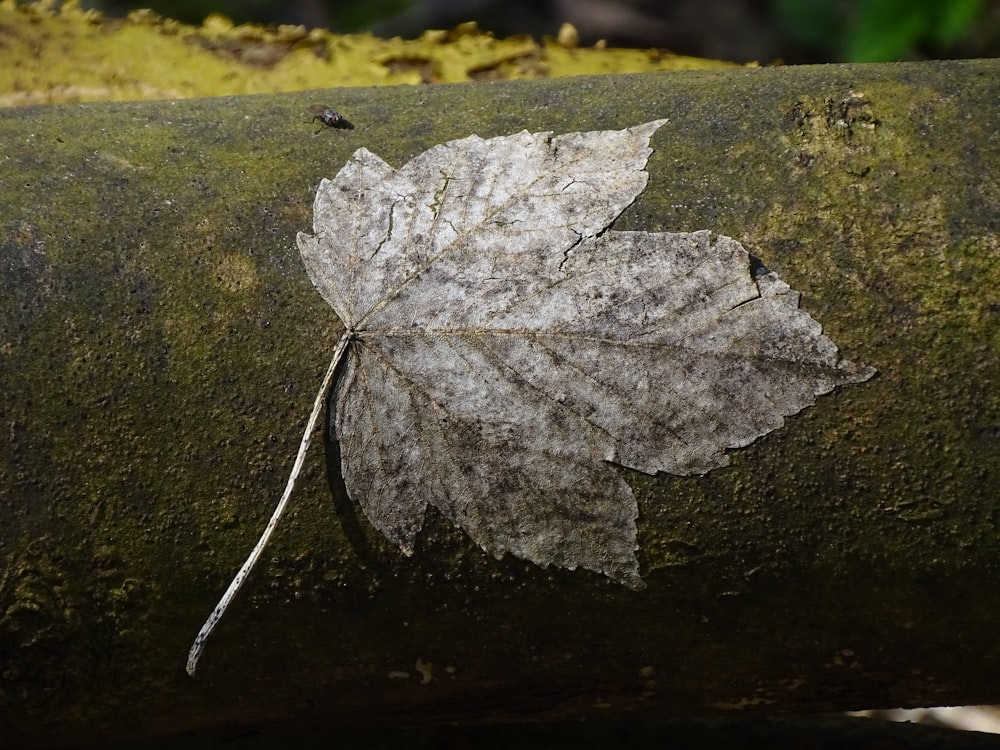 a leaf that is sitting on a log