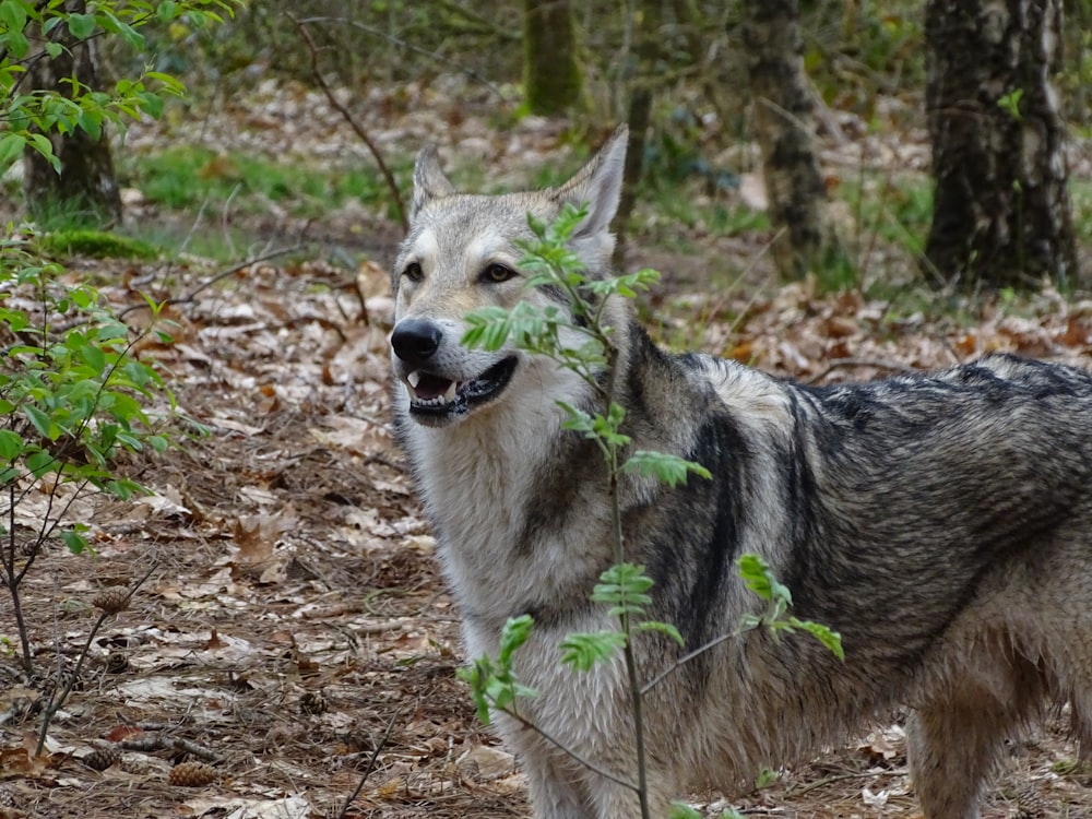 a wolf is standing in the woods eating leaves