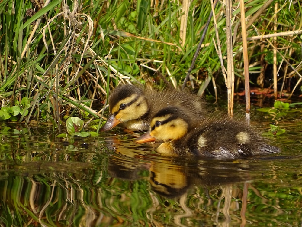 a duckling swims in the water with its head above the water's