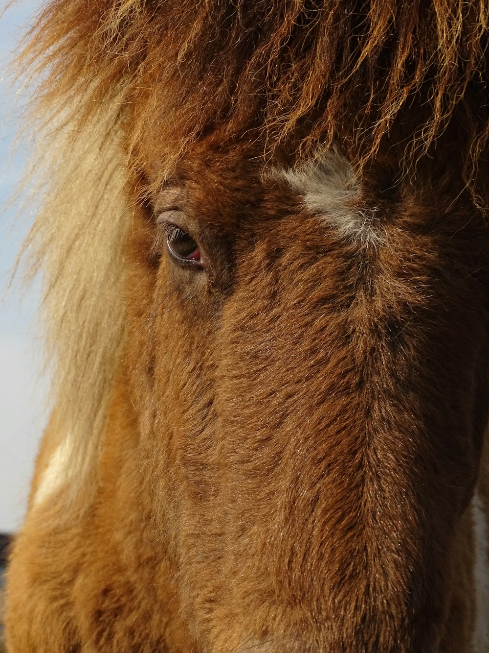 a close up of a brown horse with long hair