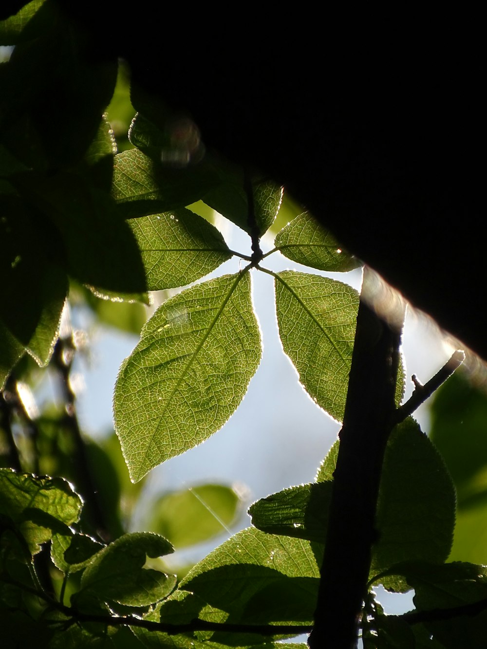 the leaves of a tree in the sunlight