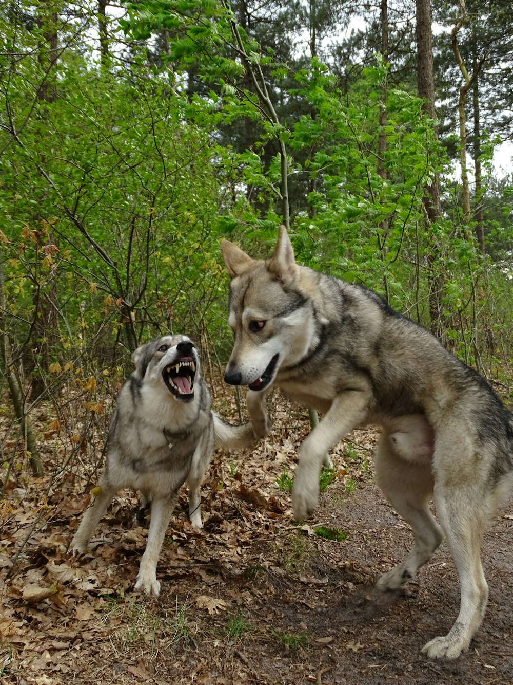 a couple of dogs playing with each other in the woods