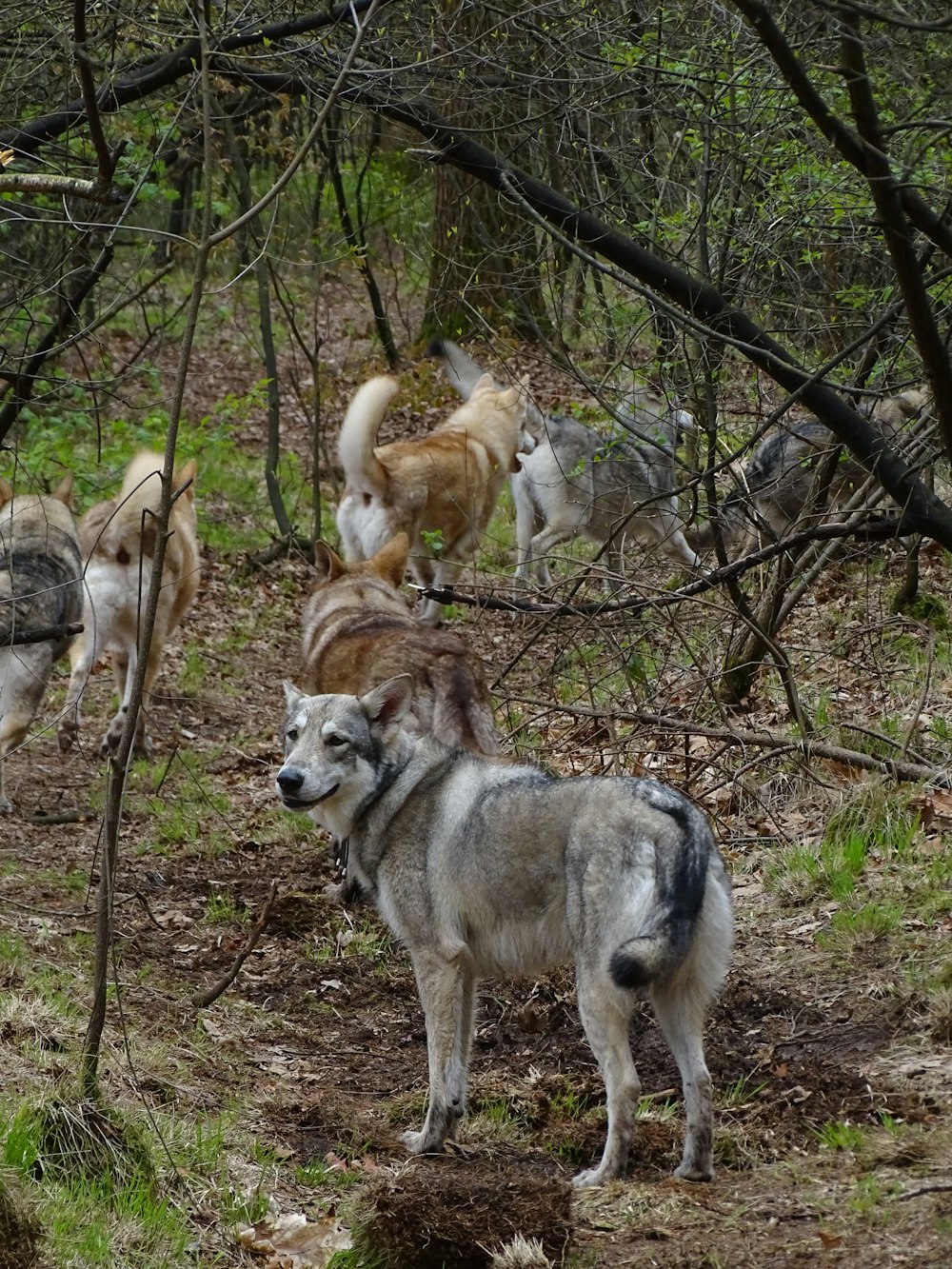 a group of dogs standing in the woods