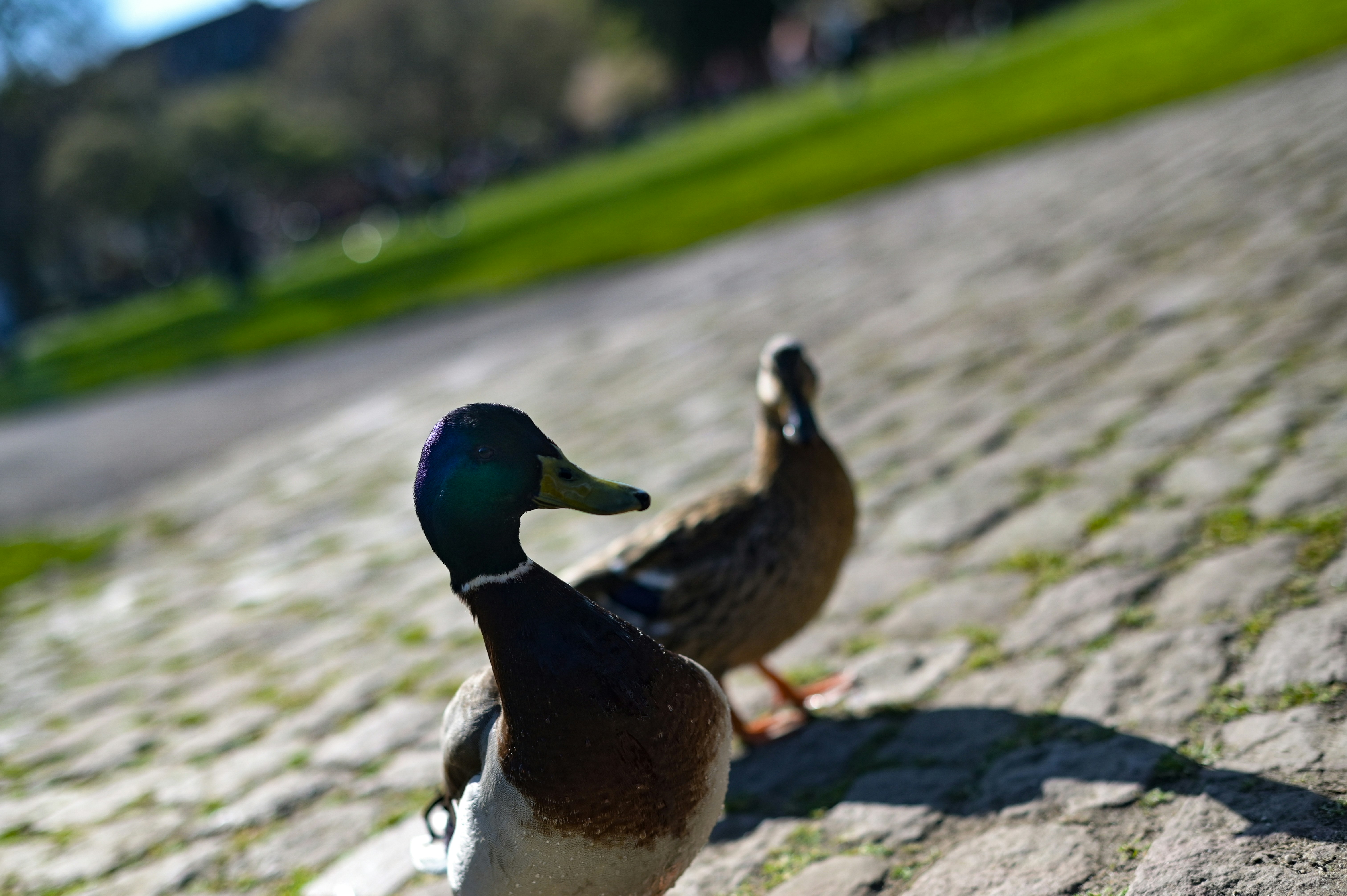 Un couple de canards debout au sommet d’une route pavée