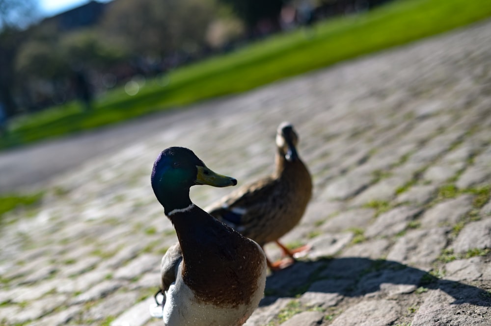 a couple of ducks standing on top of a cobblestone road