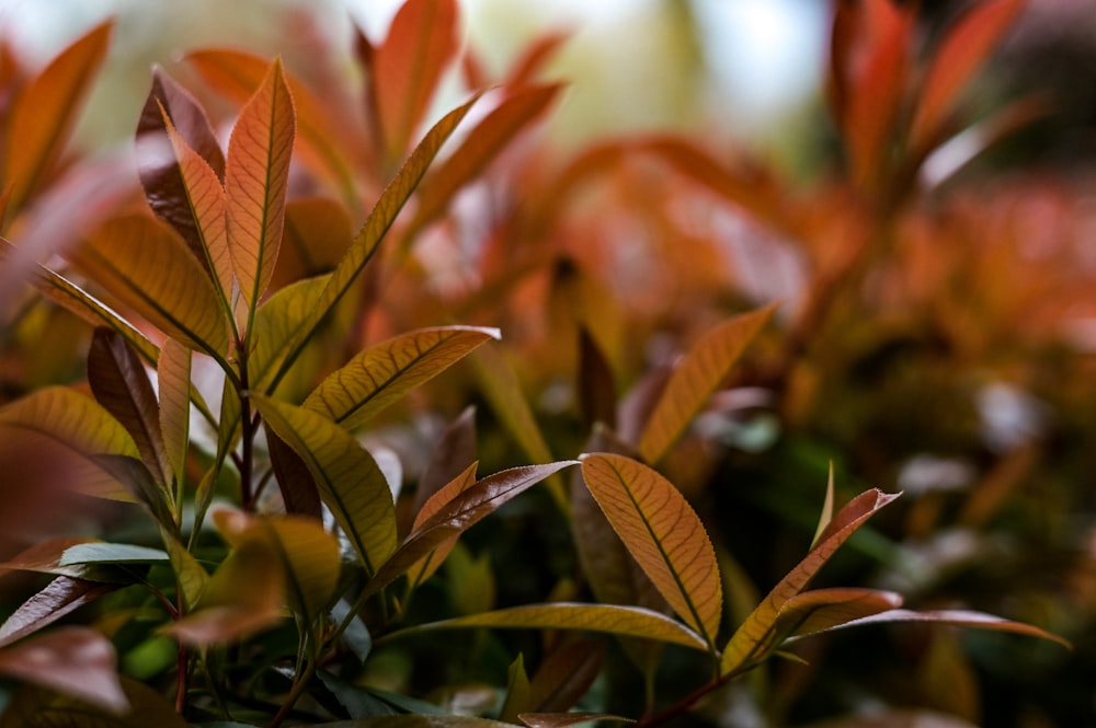 a close up of a bush with red leaves