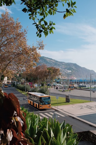 A vibrant yellow bus cruising along a coastal road lined with palm trees.