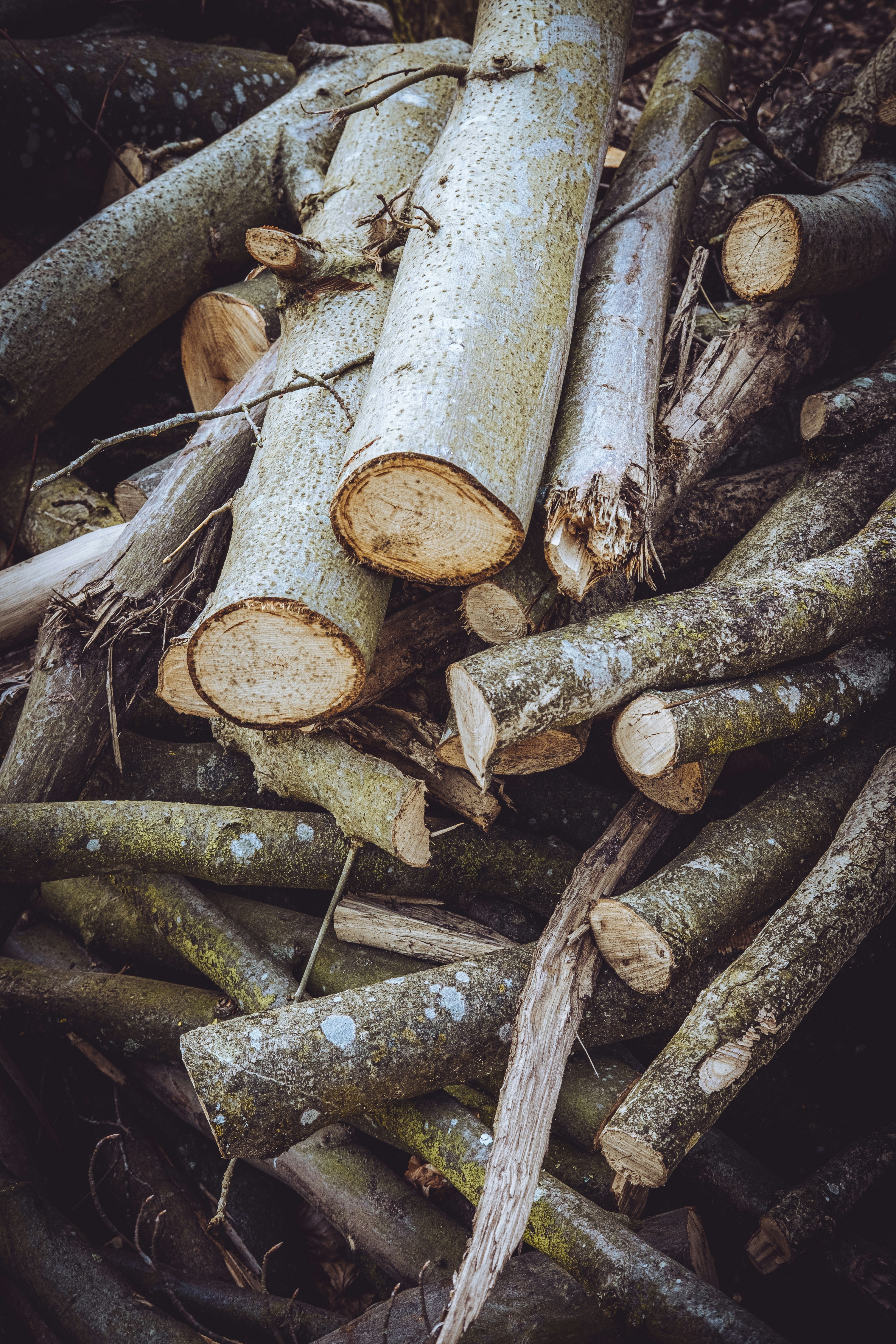 a pile of cut logs sitting on top of a forest floor