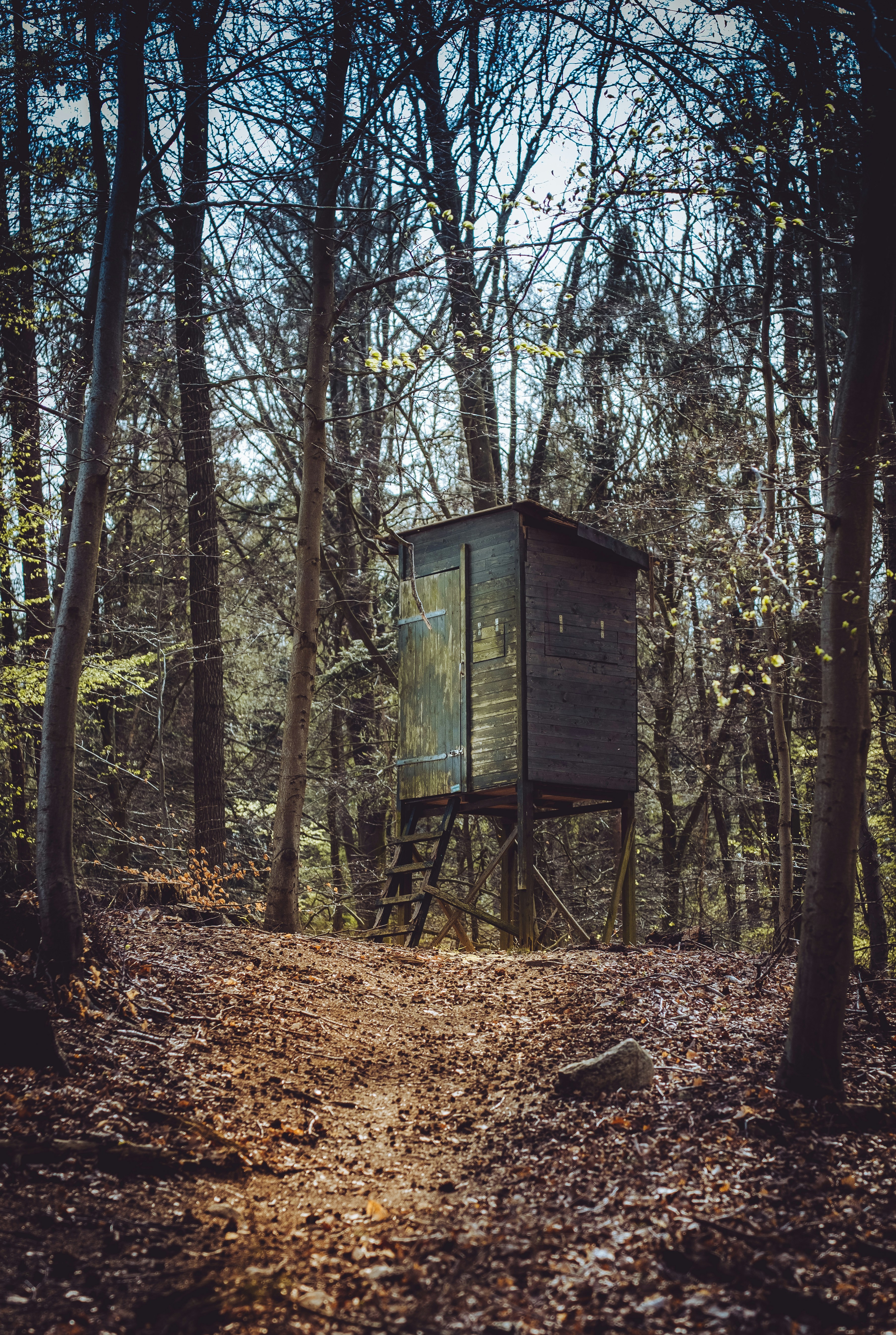 a wooden structure in the middle of a forest