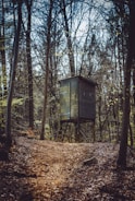 A wooden hunting stand is situated in the middle of a dense forest. Trees with bare branches surround the structure, creating a canopy overhead. The ground is covered in fallen leaves, and a narrow path leads up to the stand. The mood is calm and slightly mysterious.