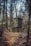A wooden hunting stand is situated in the middle of a dense forest. Trees with bare branches surround the structure, creating a canopy overhead. The ground is covered in fallen leaves, and a narrow path leads up to the stand. The mood is calm and slightly mysterious.