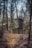A wooden hunting stand is situated in the middle of a dense forest. Trees with bare branches surround the structure, creating a canopy overhead. The ground is covered in fallen leaves, and a narrow path leads up to the stand. The mood is calm and slightly mysterious.