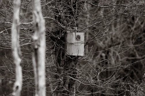 A candid photo of a wooden birdhouse under construction on a workshop table.