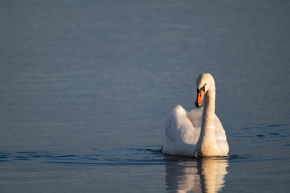 a white swan swimming on top of a body of water