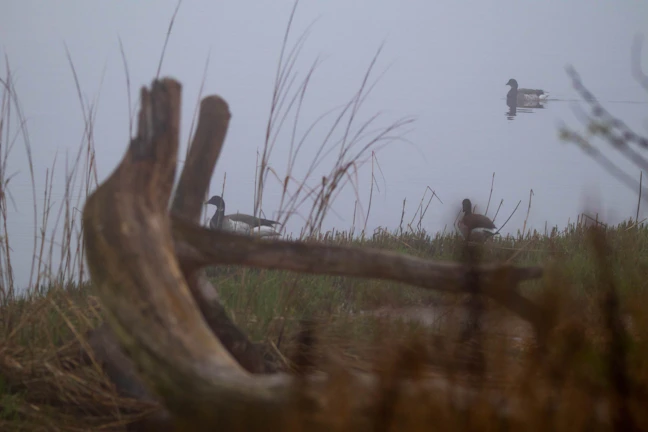 Sunrise over a misty marsh with ducks flying low