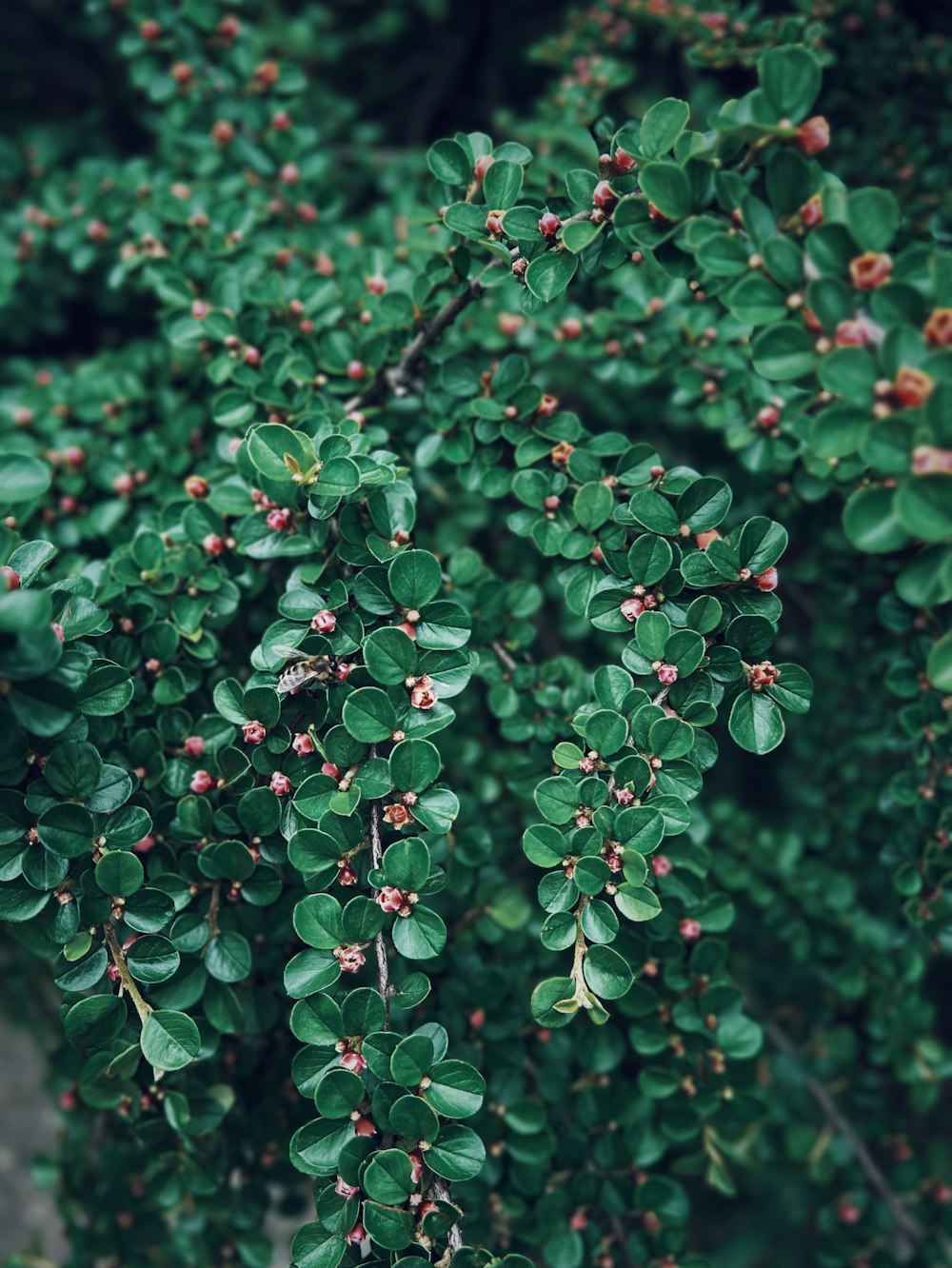 a close up of a bush with green leaves