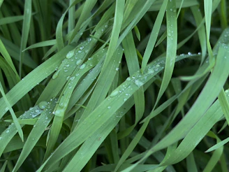 a close up of grass with water droplets on it