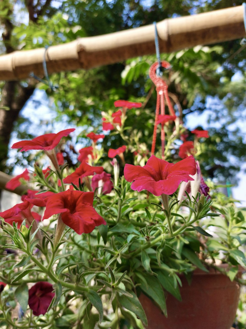 a potted plant with red flowers hanging from it