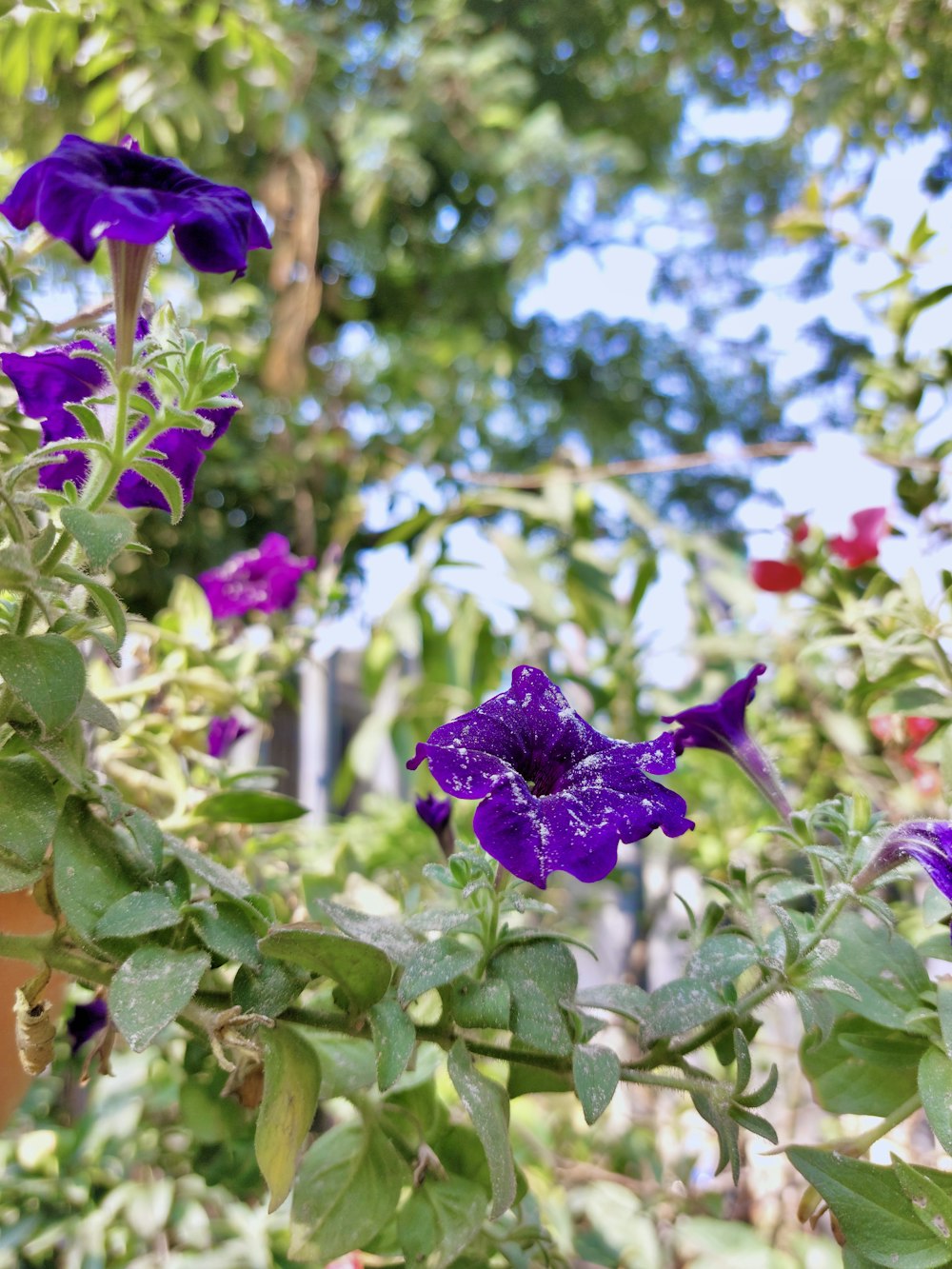 purple flowers blooming on a tree in a garden