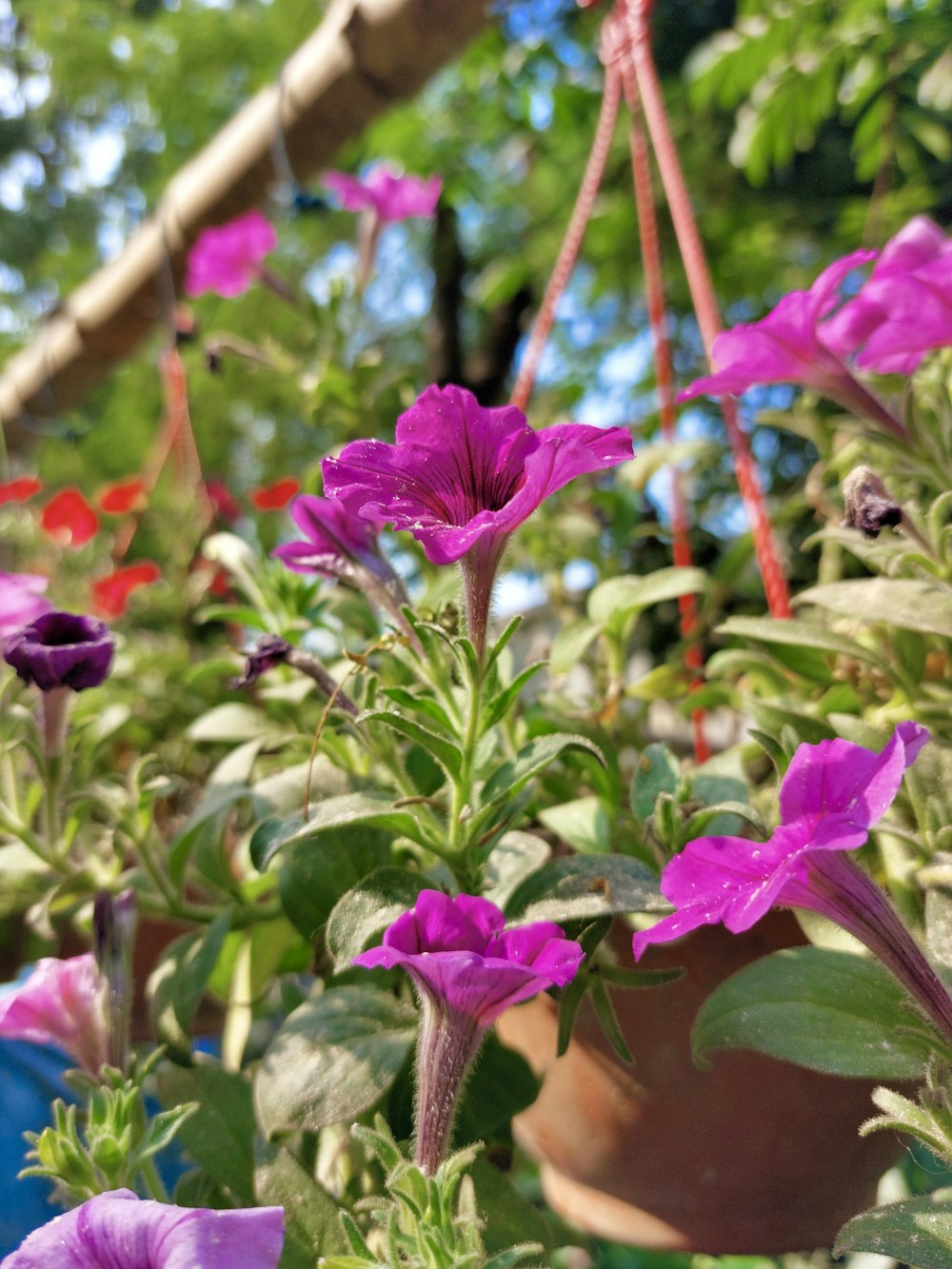 a potted plant with purple flowers in it