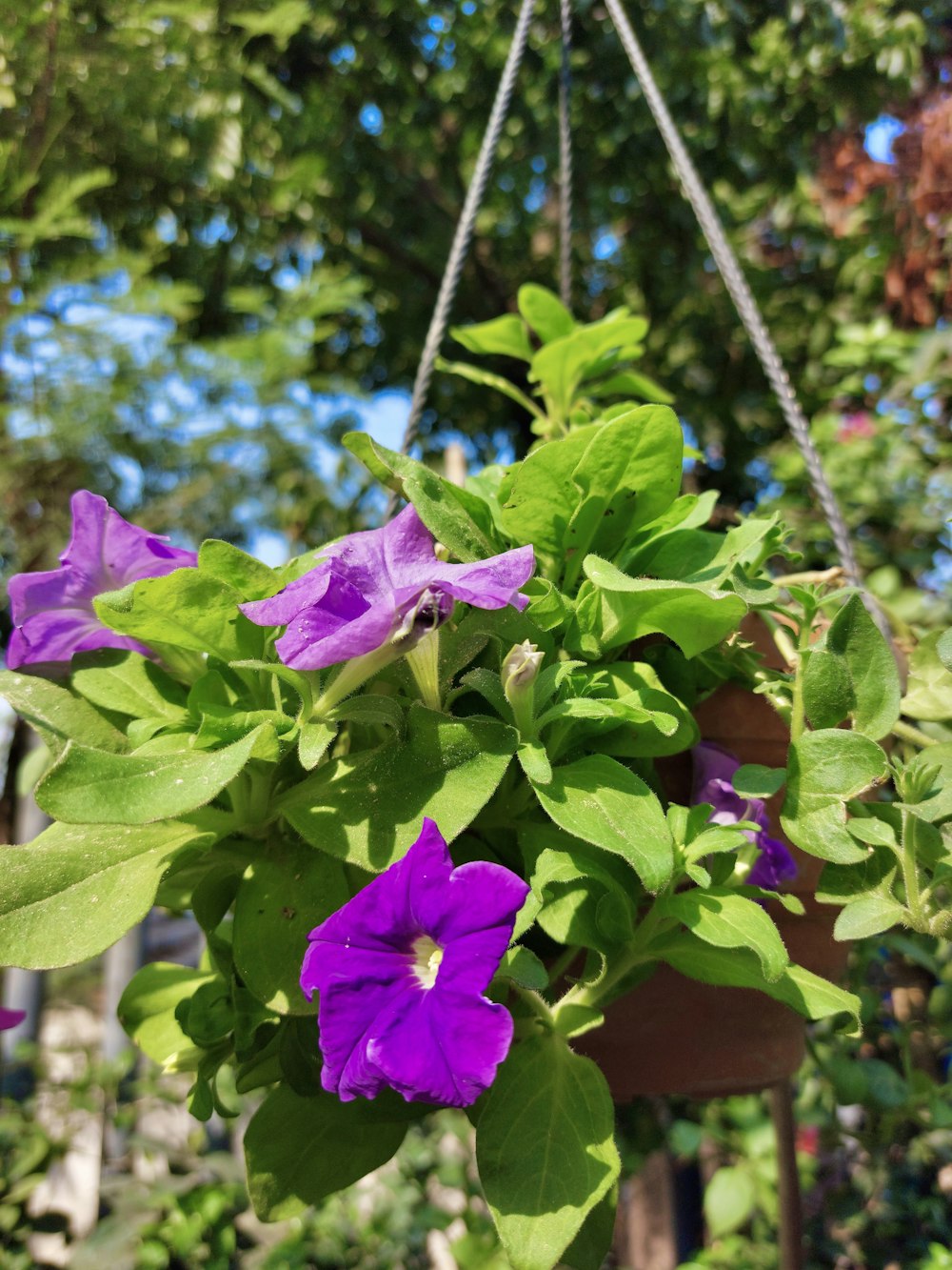 a hanging basket of purple flowers in a garden