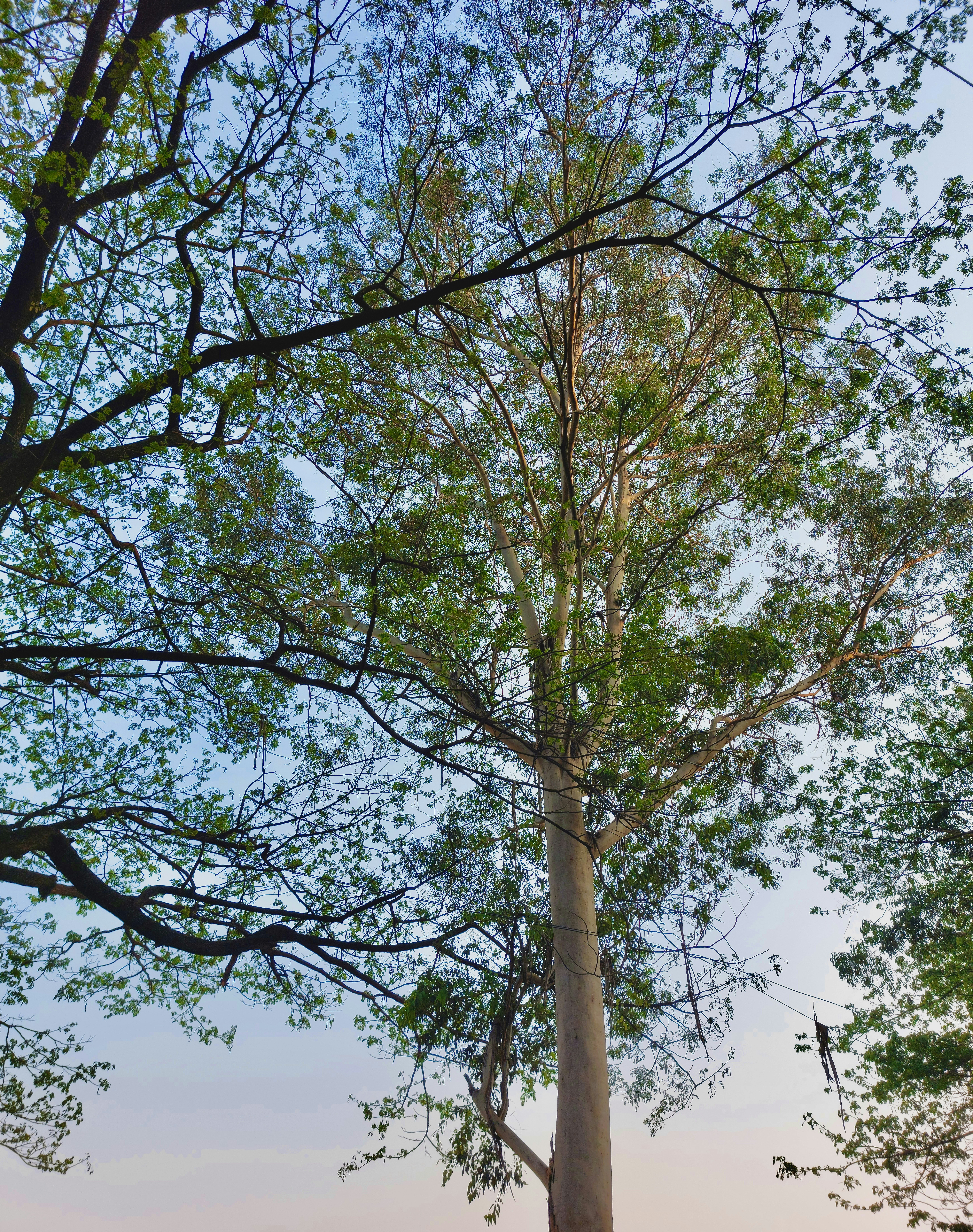 Photo by toushifalam