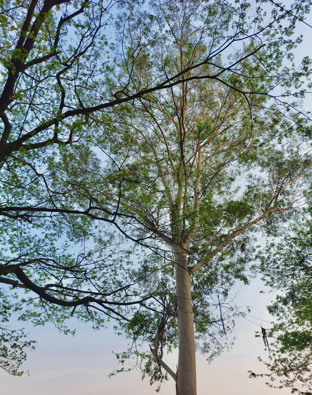 a tall tree sitting next to a lush green forest