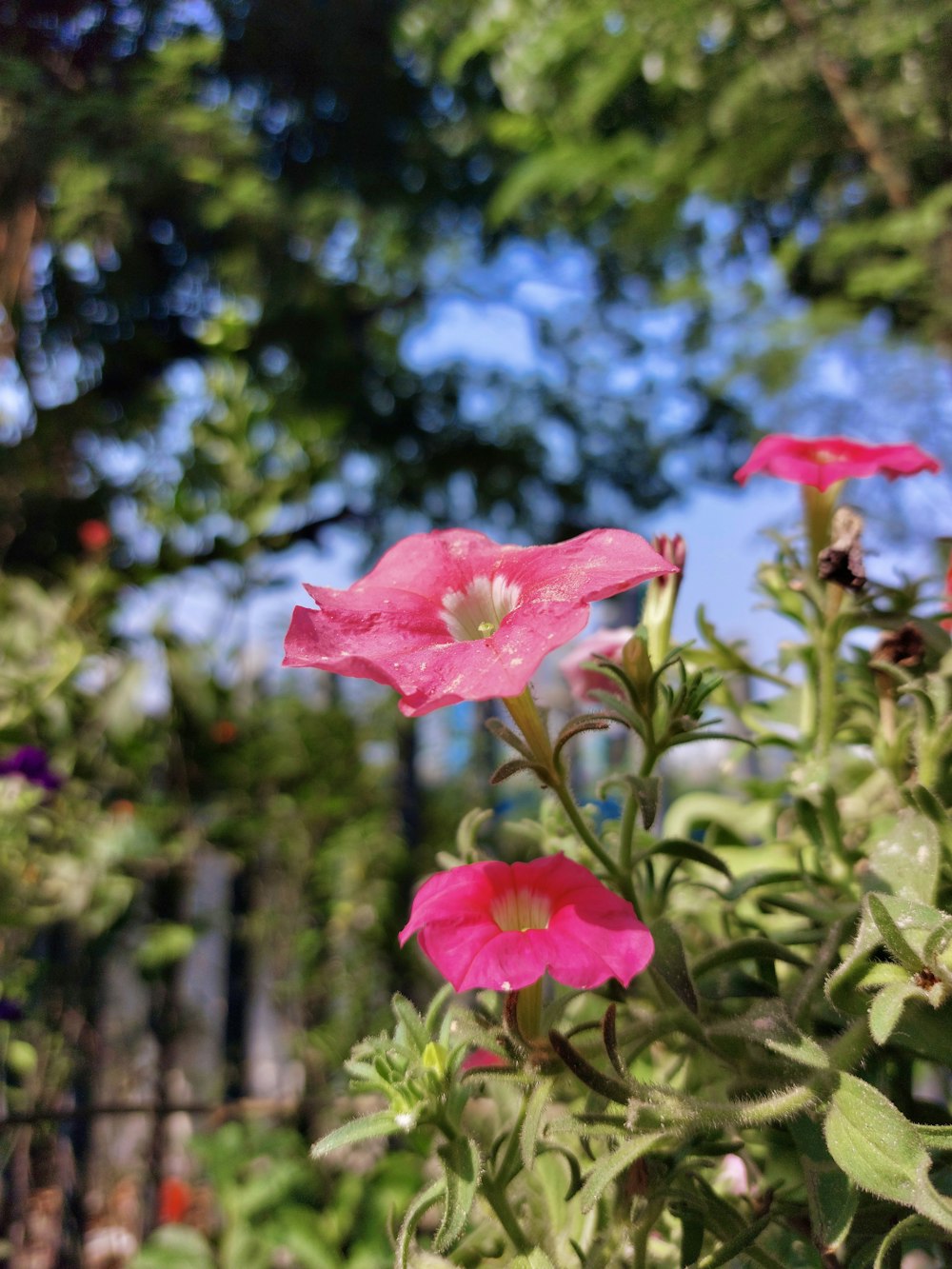 pink flowers in a garden with a fence in the background