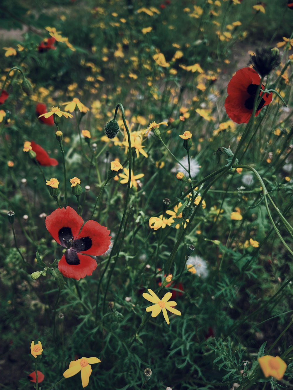 a field full of red and yellow flowers