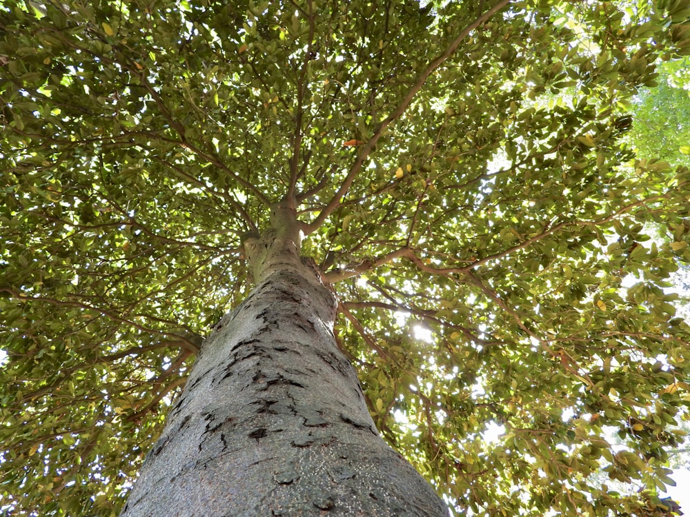 looking up at the top of a tall tree