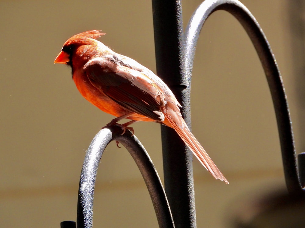 a red bird sitting on top of a metal fence