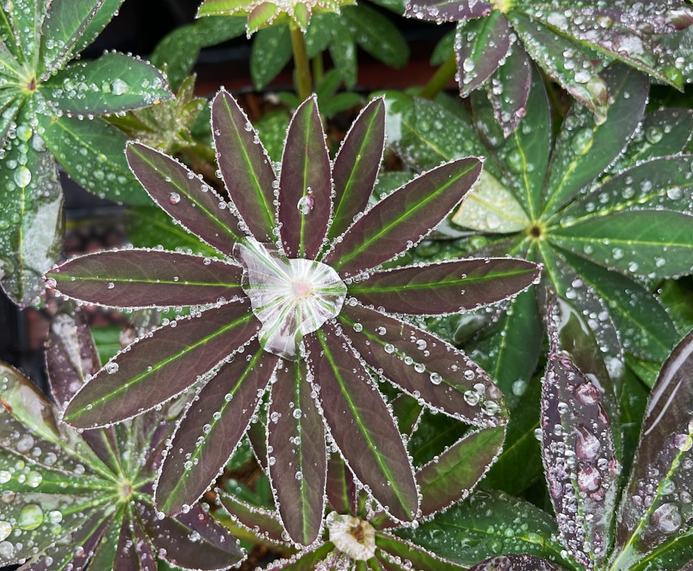 um close up de uma planta com gotas de água sobre ela