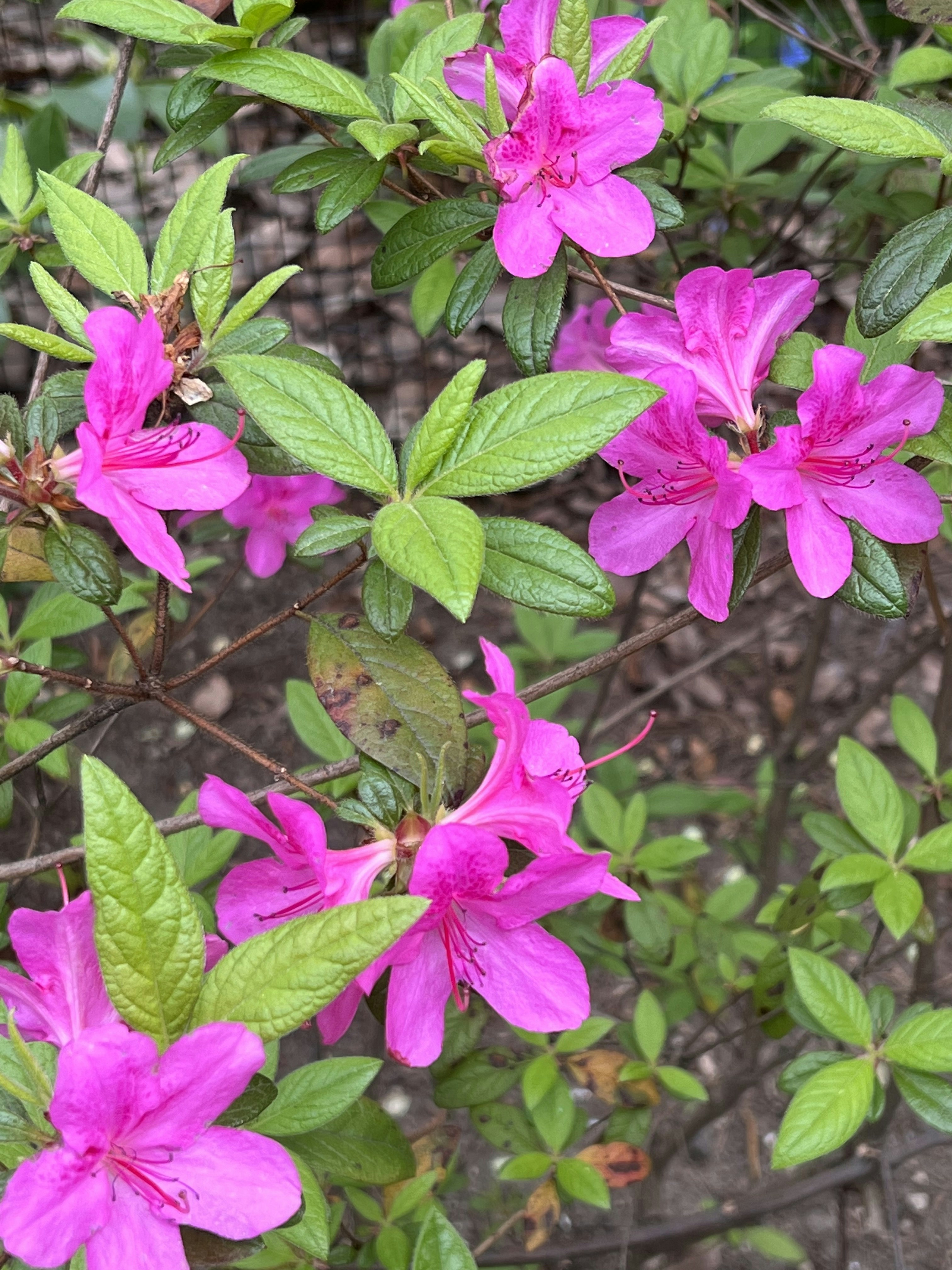 Photo by ngrebonkina