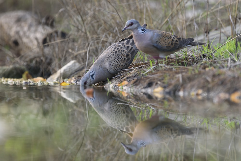 a couple of birds standing on top of a body of water