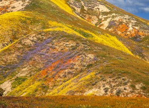 A guided hike through rolling hills with vibrant wildflowers, part of a special-interest nature tour.