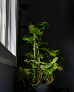 A lush green potted plant basking in soft natural light by a window