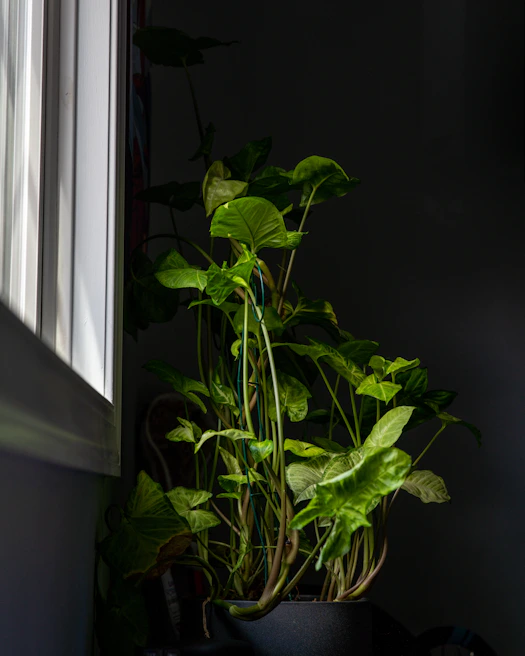 Vibrant green potted plants displayed by a sunlit window, highlighting their fresh and lively leaves.