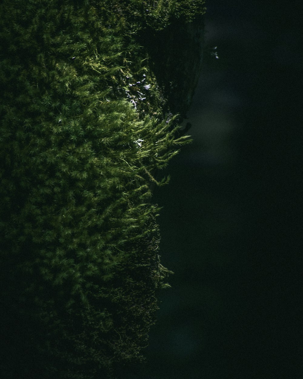 a bird sitting on top of a lush green tree